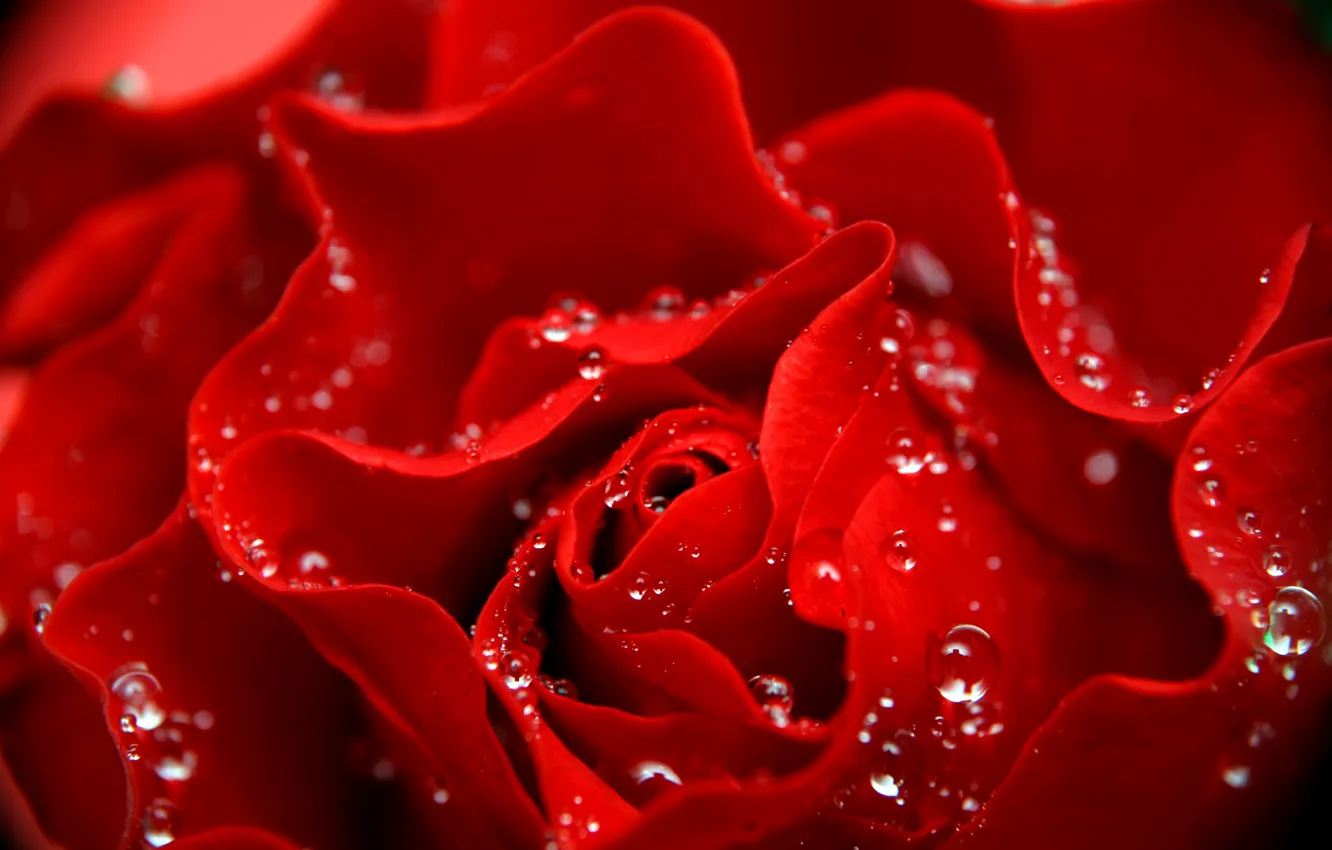 Фото обои капли, макро, капельки, роза, лепестки, красная