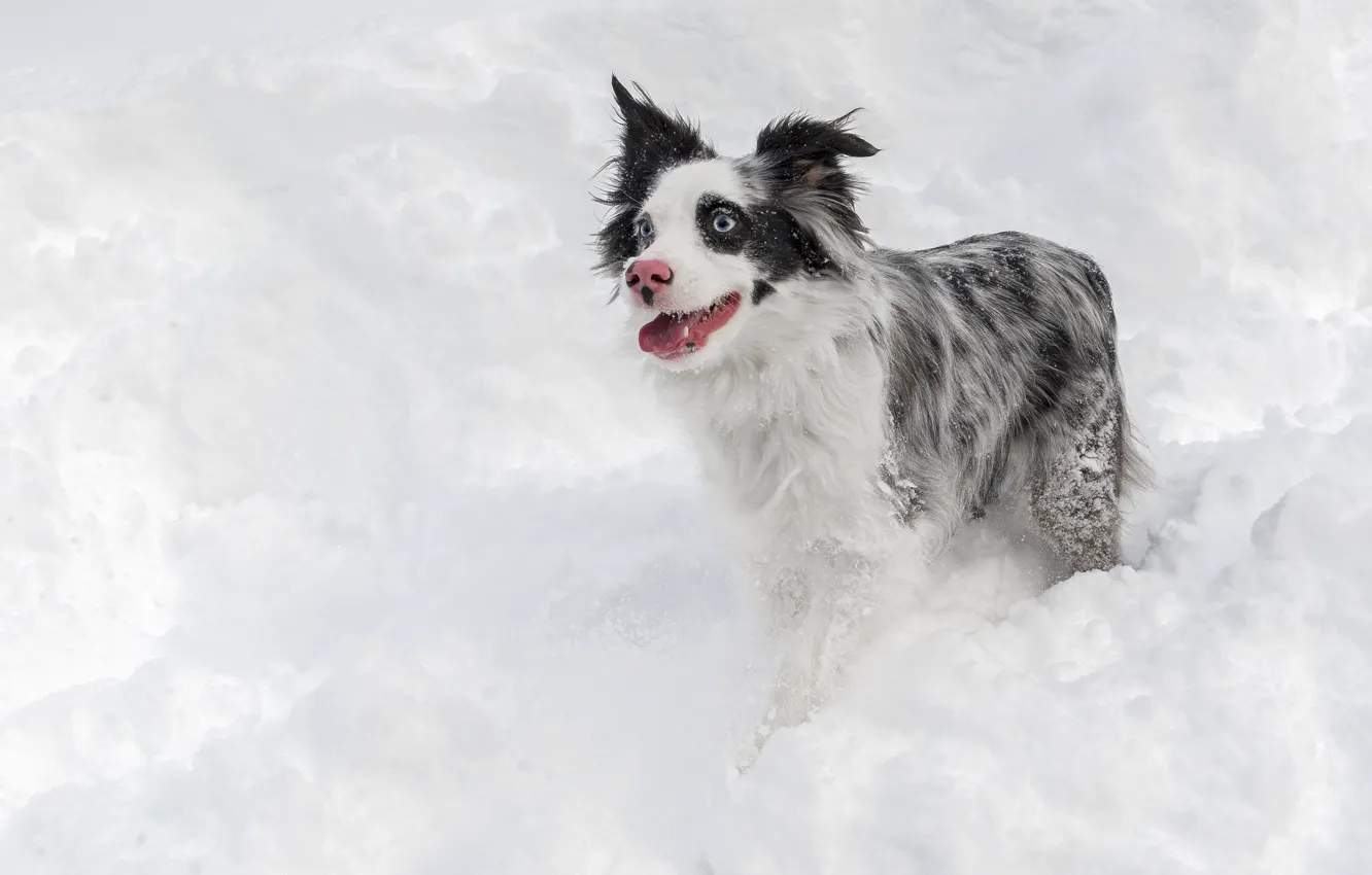 Фото обои зима, взгляд, снег, друг, собака