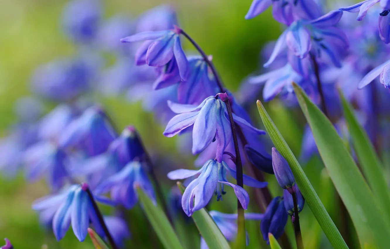 Фото обои синий, весна, первоцвет