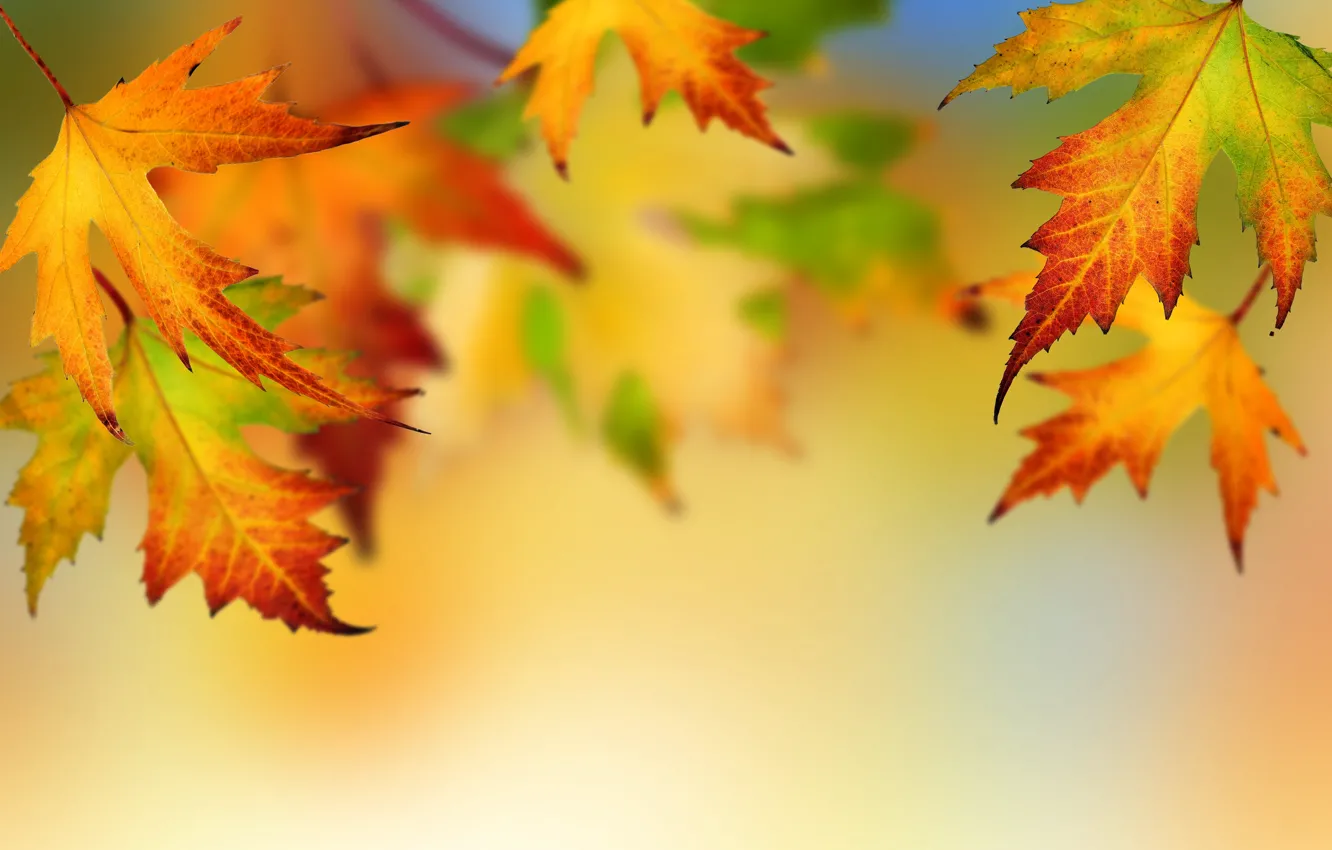 Фото обои осень, листья, autumn, leaves, fall, maple