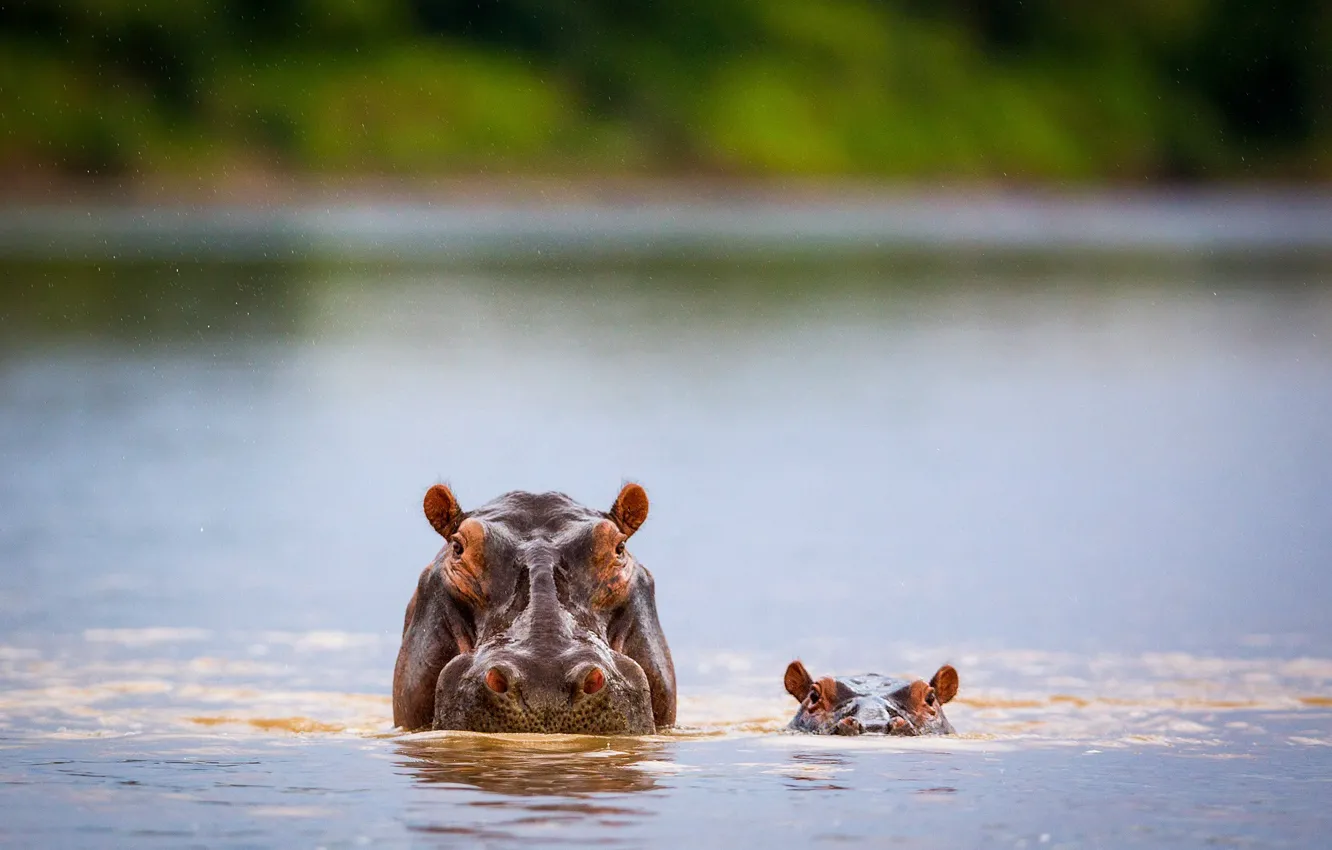 Фото обои река, ребенок, бегемот, живая природа, прямой взгляд