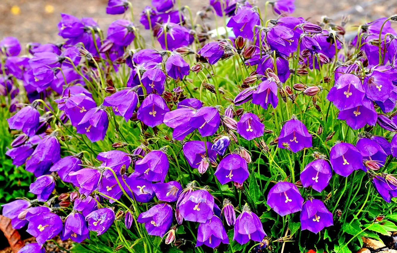 Фото обои цветы, фиолетовые, колокольчики