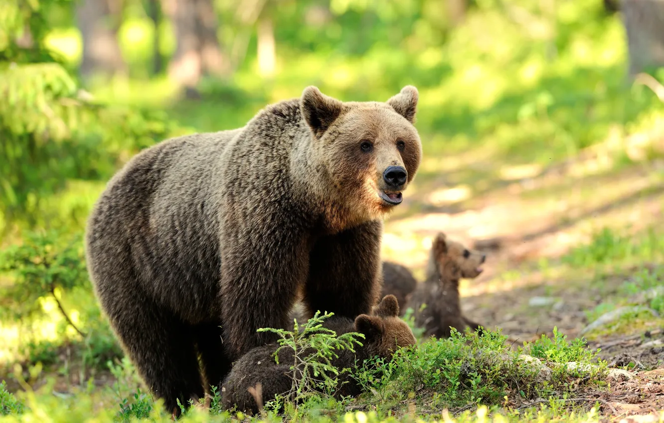 Фото обои зелень, лес, медвежата, медведица