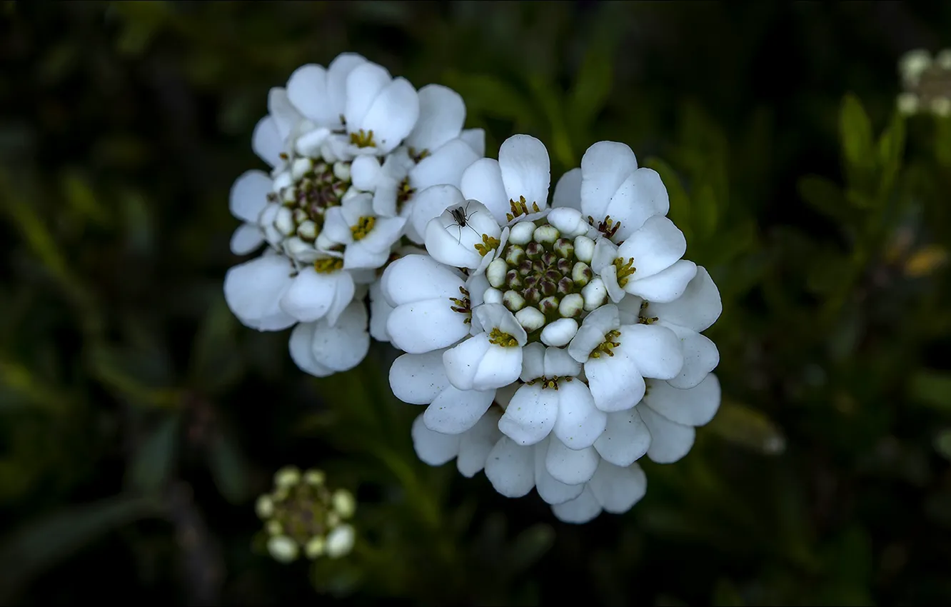 Фото обои цветы, природа, nature, flowers, другое, other