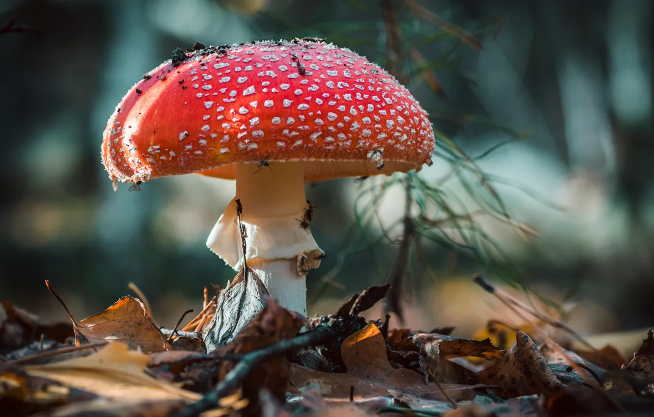 Фото обои осень, лес, гриб, мухомор