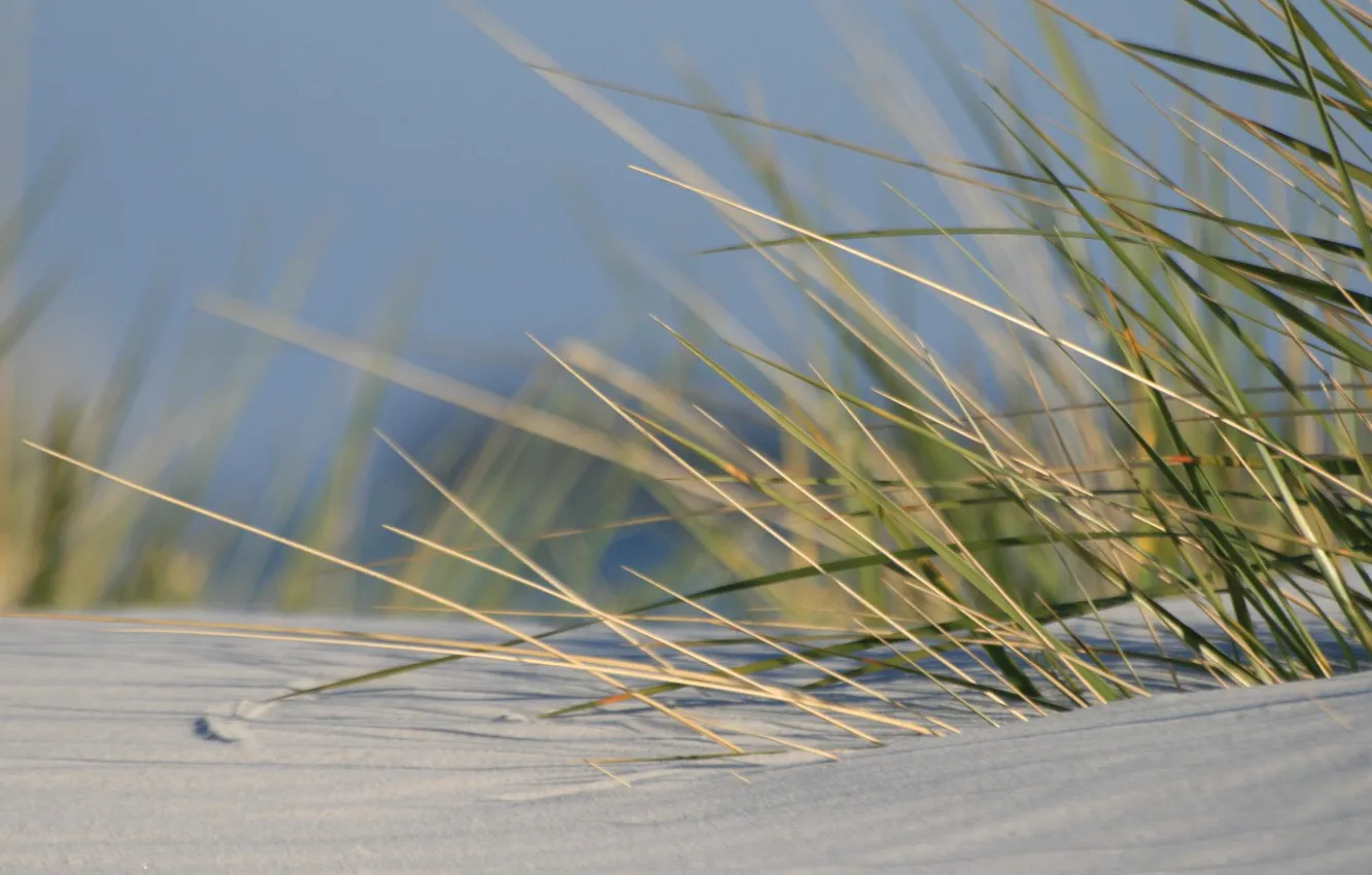 Фото обои трава, Песок
