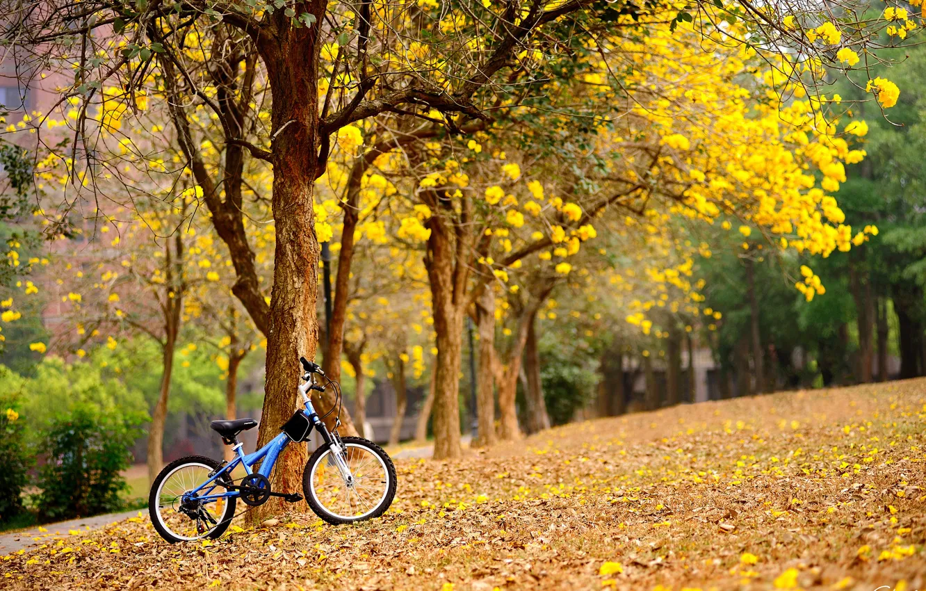 Фото обои деревья, цветы, велосипед, весна, желтые