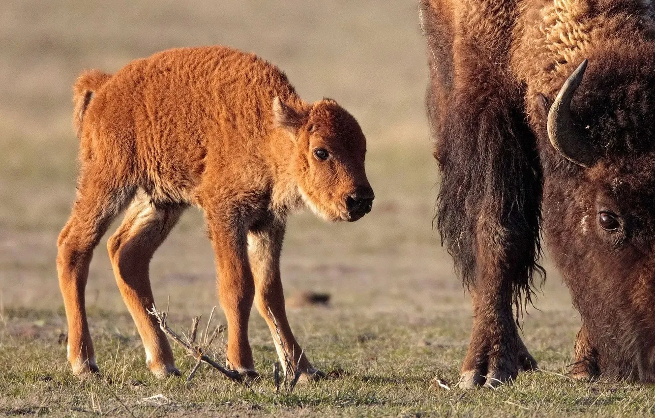 Фото обои бизон, buffalo, телёнок