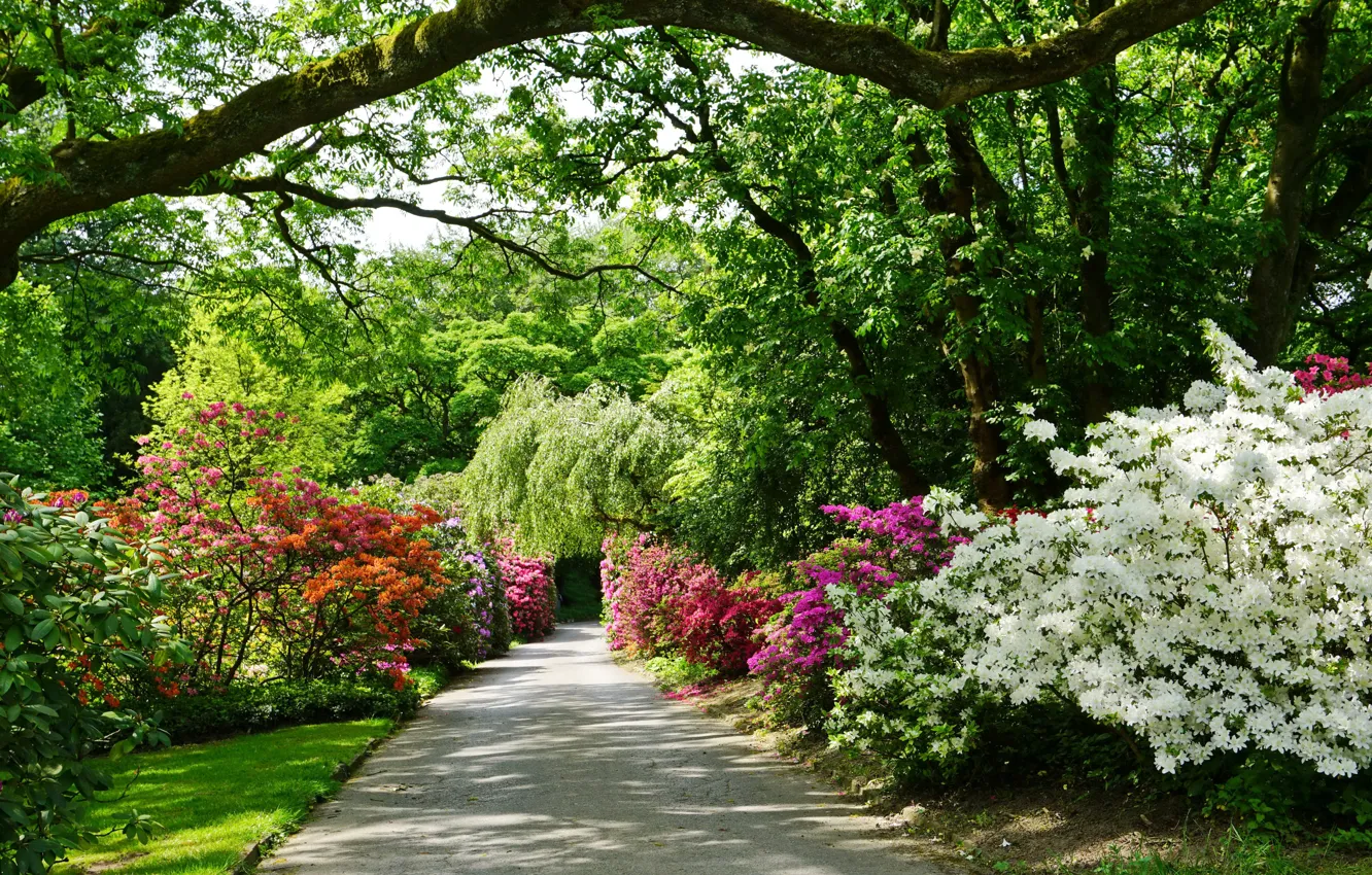 Фото обои зелень, деревья, цветы, парк, Германия, дорожка, аллея, кусты