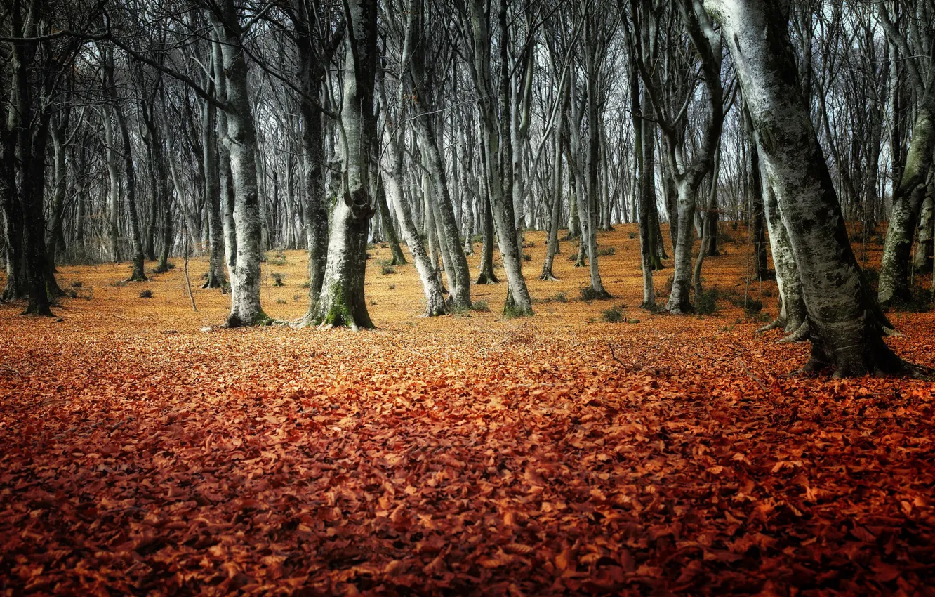 Фото обои осень, лес, деревья, парк
