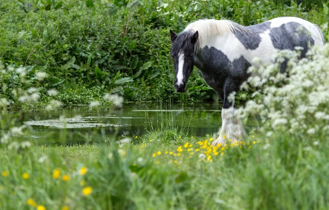 Фото обои трава, вода, лошадь