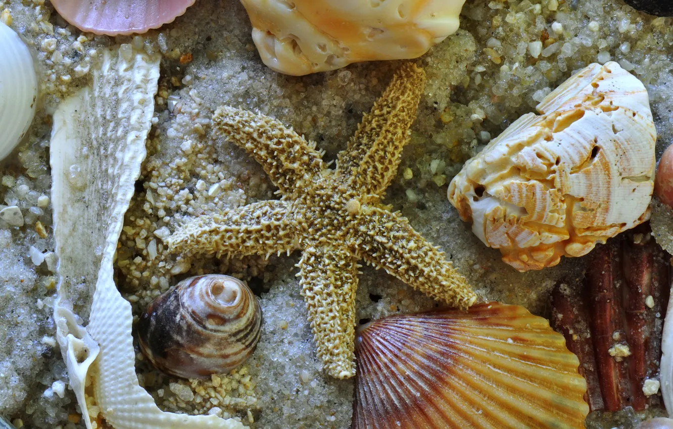 Фото обои песок, море, звезда, дно, раковина, ракушки