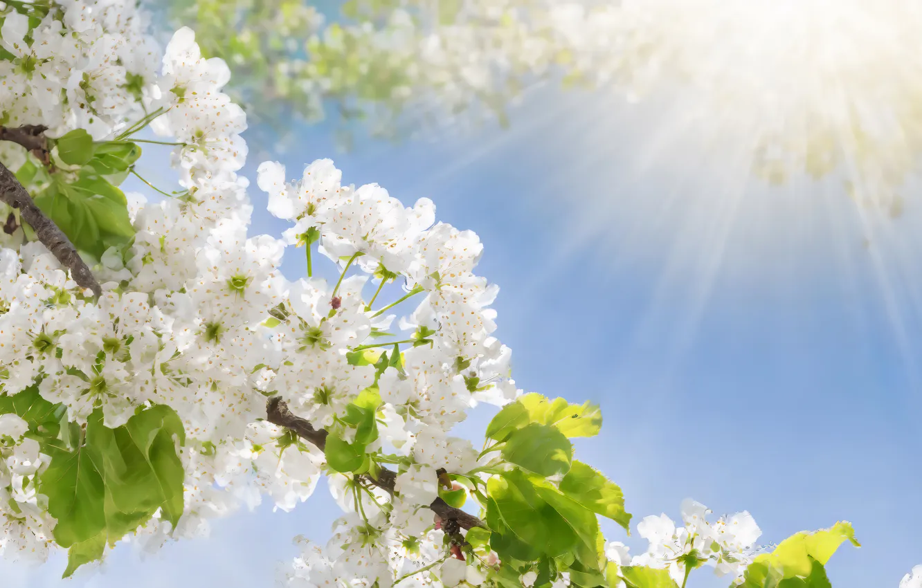 Фото обои солнце, цветы, весна, sunshine, цветение, blossom, flowers, spring
