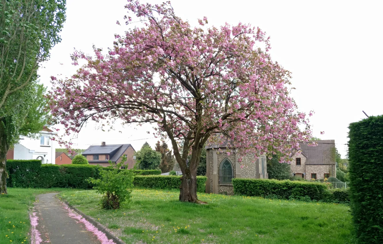 Фото обои Pink, Japan, Nature, Cherry, Oblivion, Tree, Color, Spring