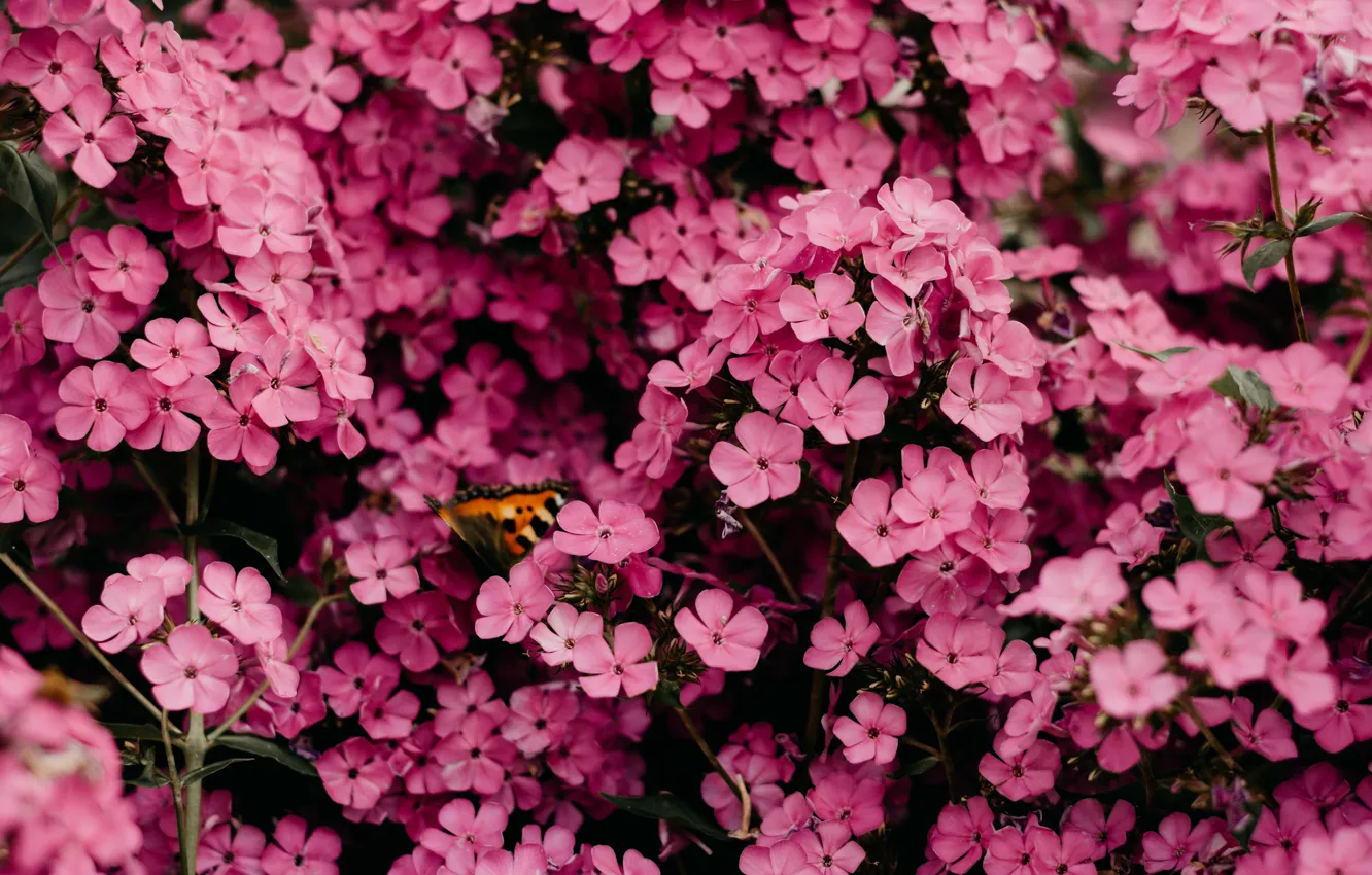 Фото обои цветы, бабочка, сад, розовые, много, флоксы