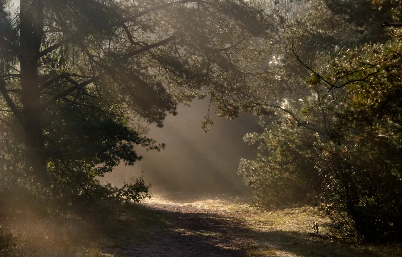 Фото обои дорога, осень, свет, деревья, природа