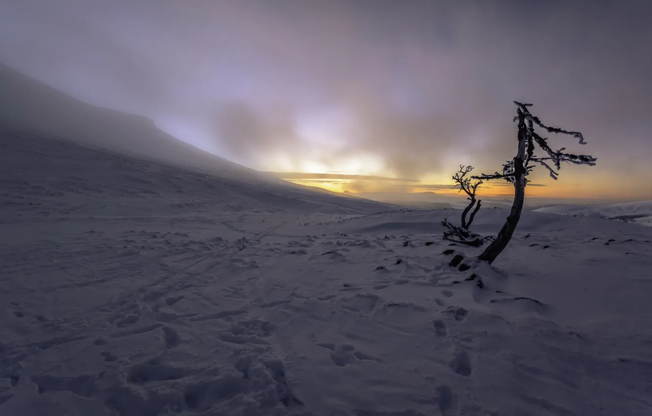 Фото обои снег, пейзаж, дерево, утро