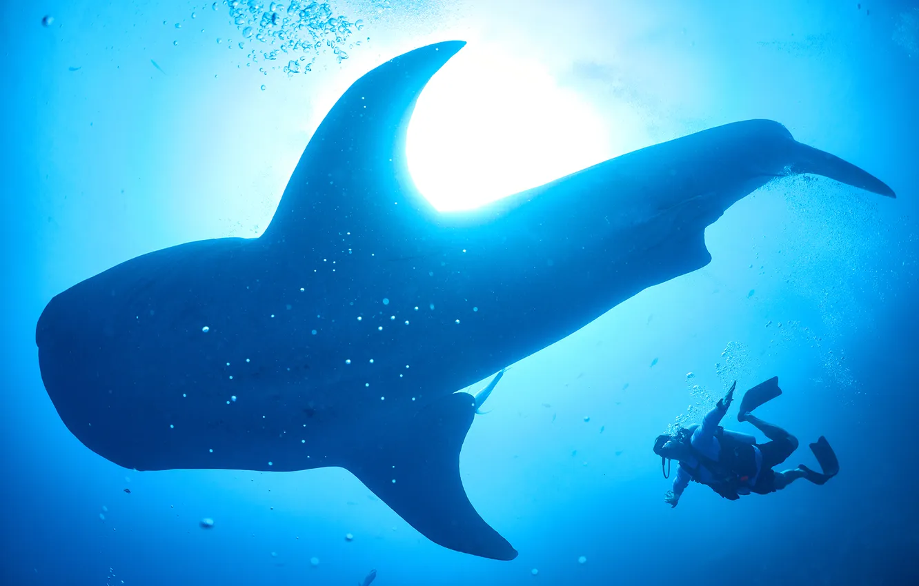 Фото обои blue, t-shirt, diver, whale shark