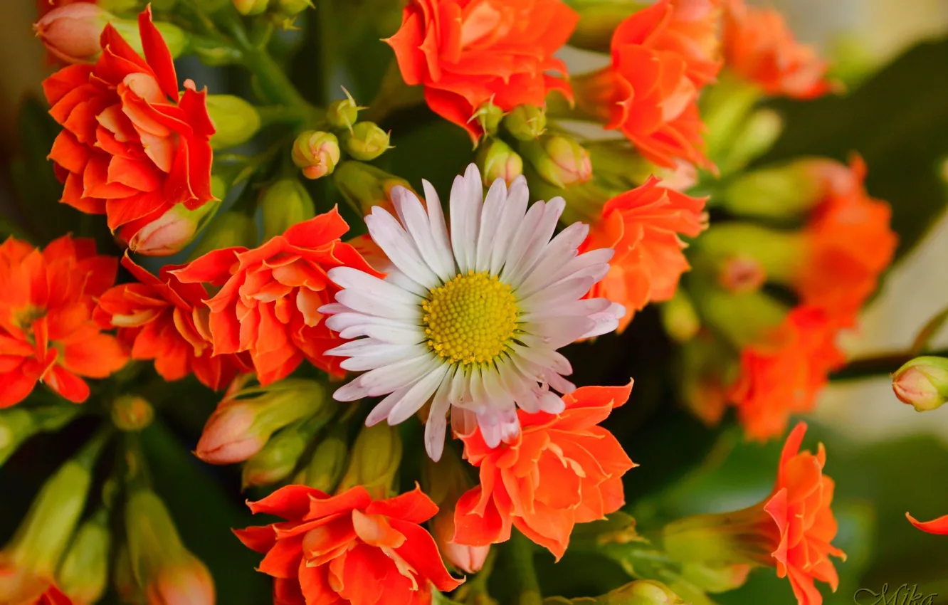 Фото обои Цветы, Цветочки, Flowers