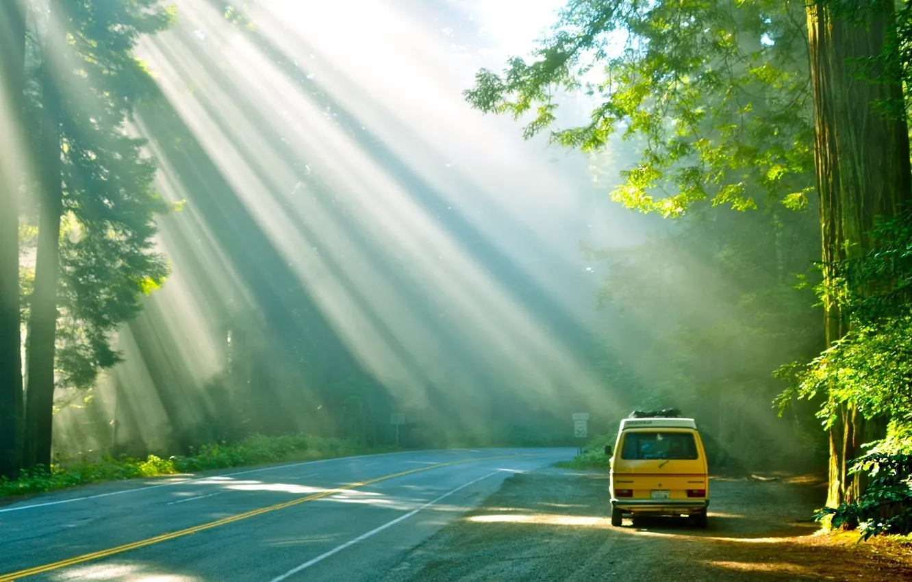 Фото обои car, sunshine, road, trees, Forest