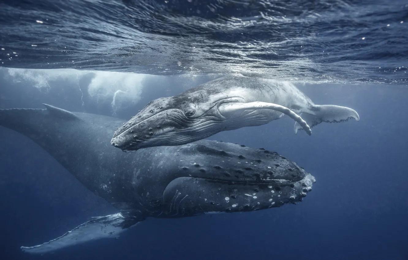 Фото обои океан, малыш, семья, кит, мама, киты, китёнок