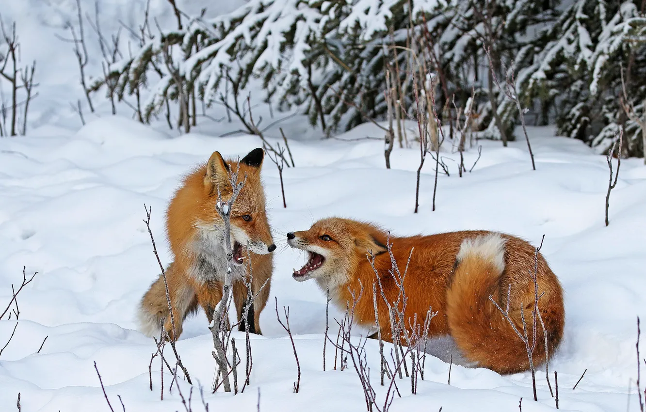 Фото обои зима, взгляд, морда, снег, ветки, поза, игра, две