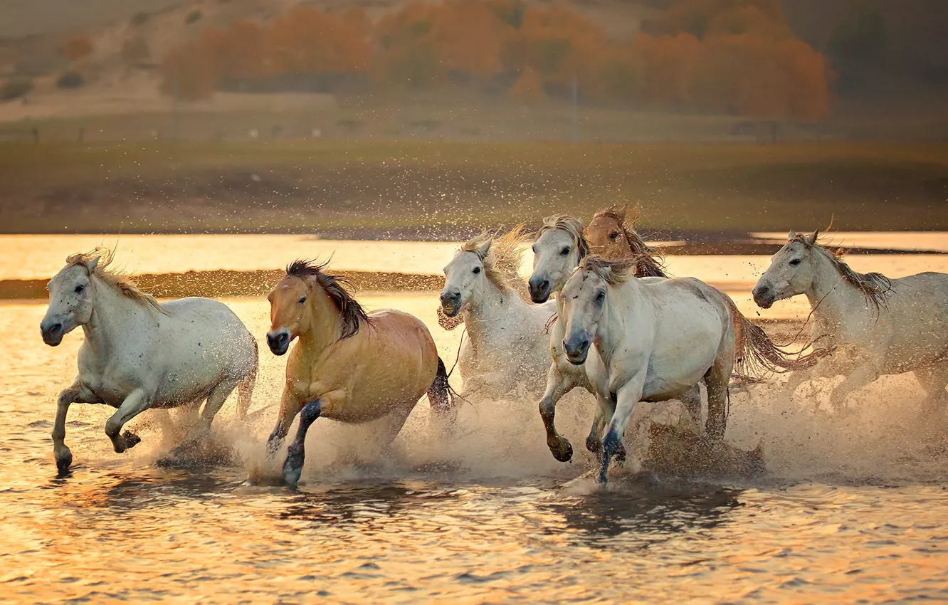 Фото обои брызги, река, лошади, табун