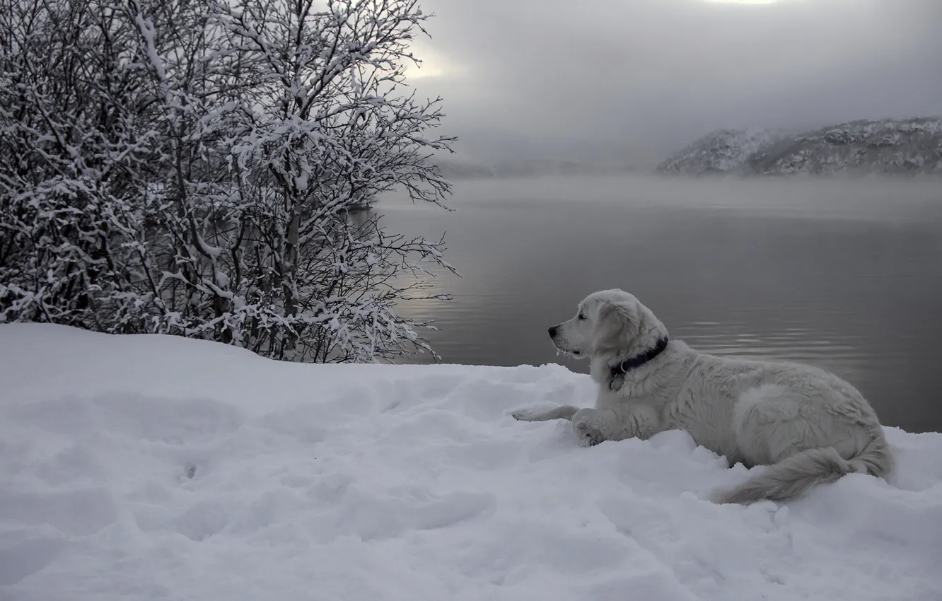 Фото обои снег, река, друг, собака