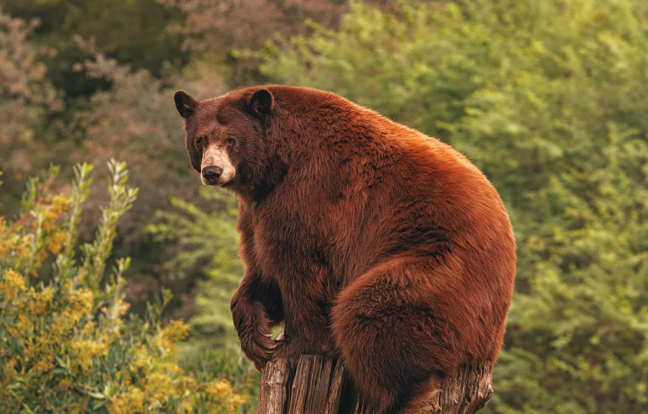 Фото обои пень, медведь, Барибал
