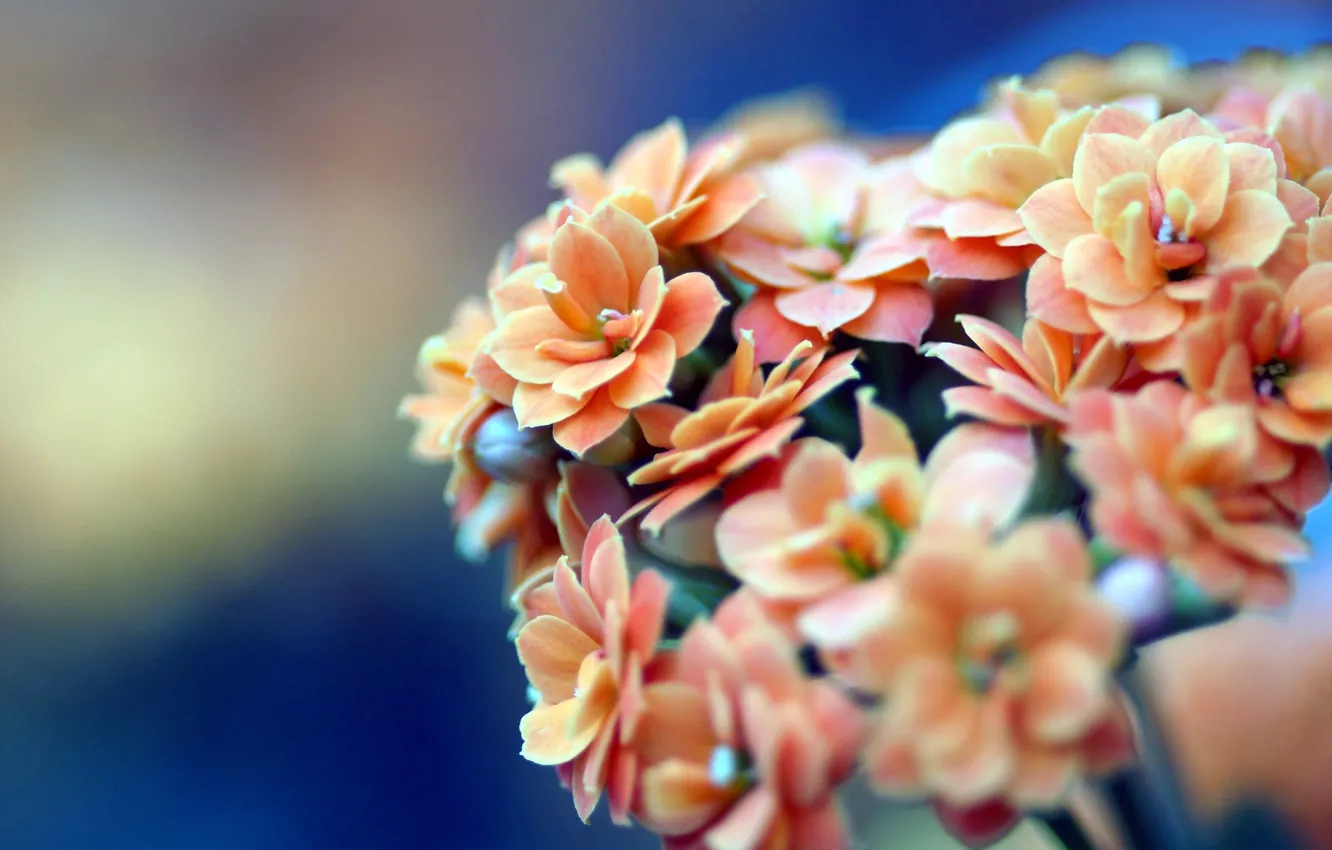 Фото обои макро, цветы, оранжевый, синий, лепестки, бежевый, соцветия, коланхоэ