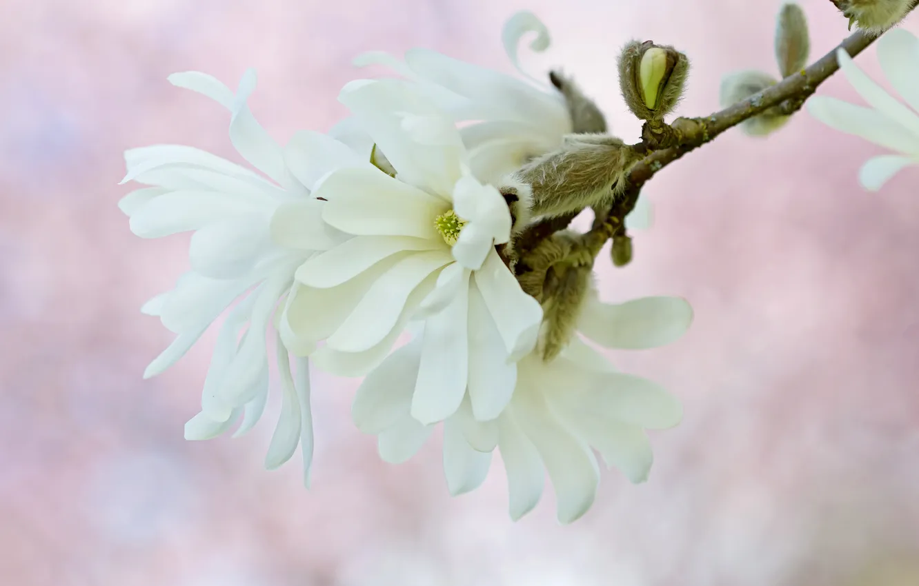 Фото обои белый, макро, нежность, весна, магнолия