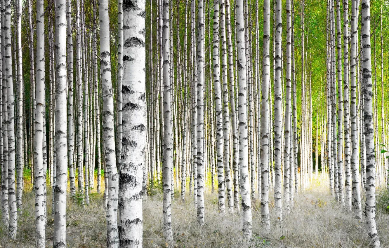 Фото обои green, grass, forest, black, bright, birch, foliage, bark