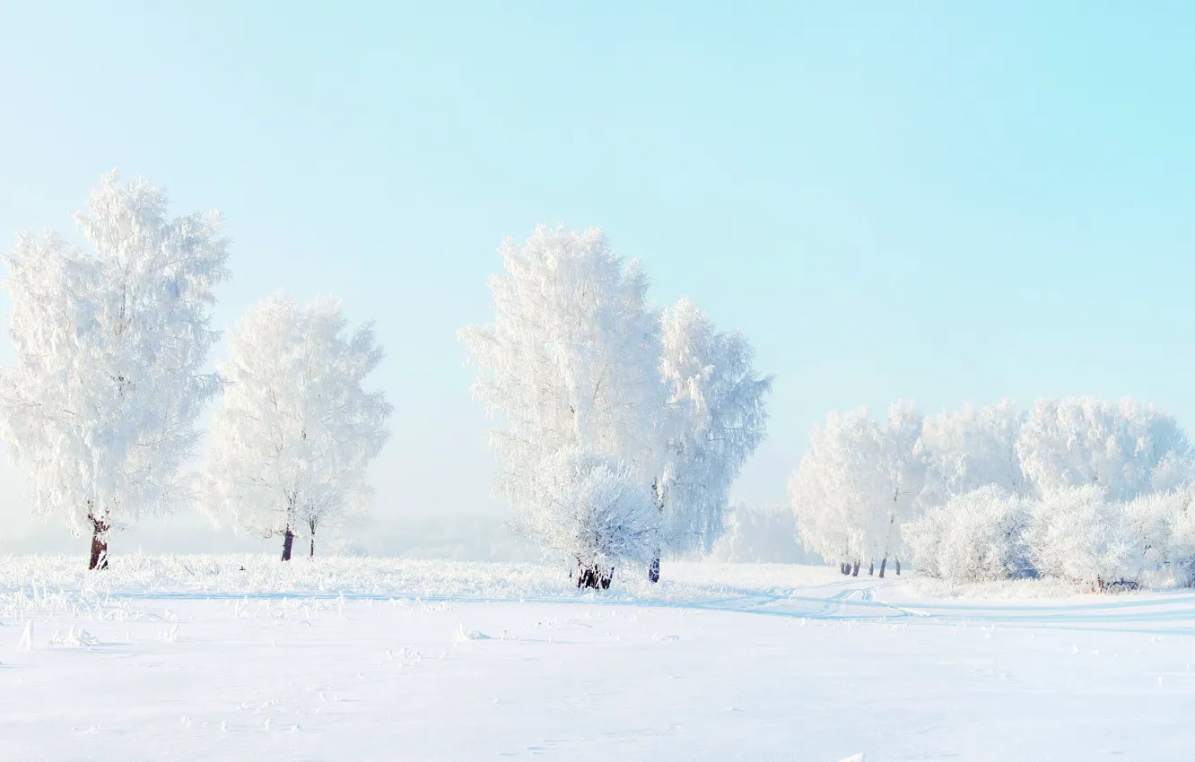Фото обои зима, снег, деревья, мороз