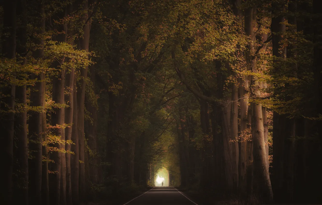 Фото обои дорога, осень, деревья, силуэт