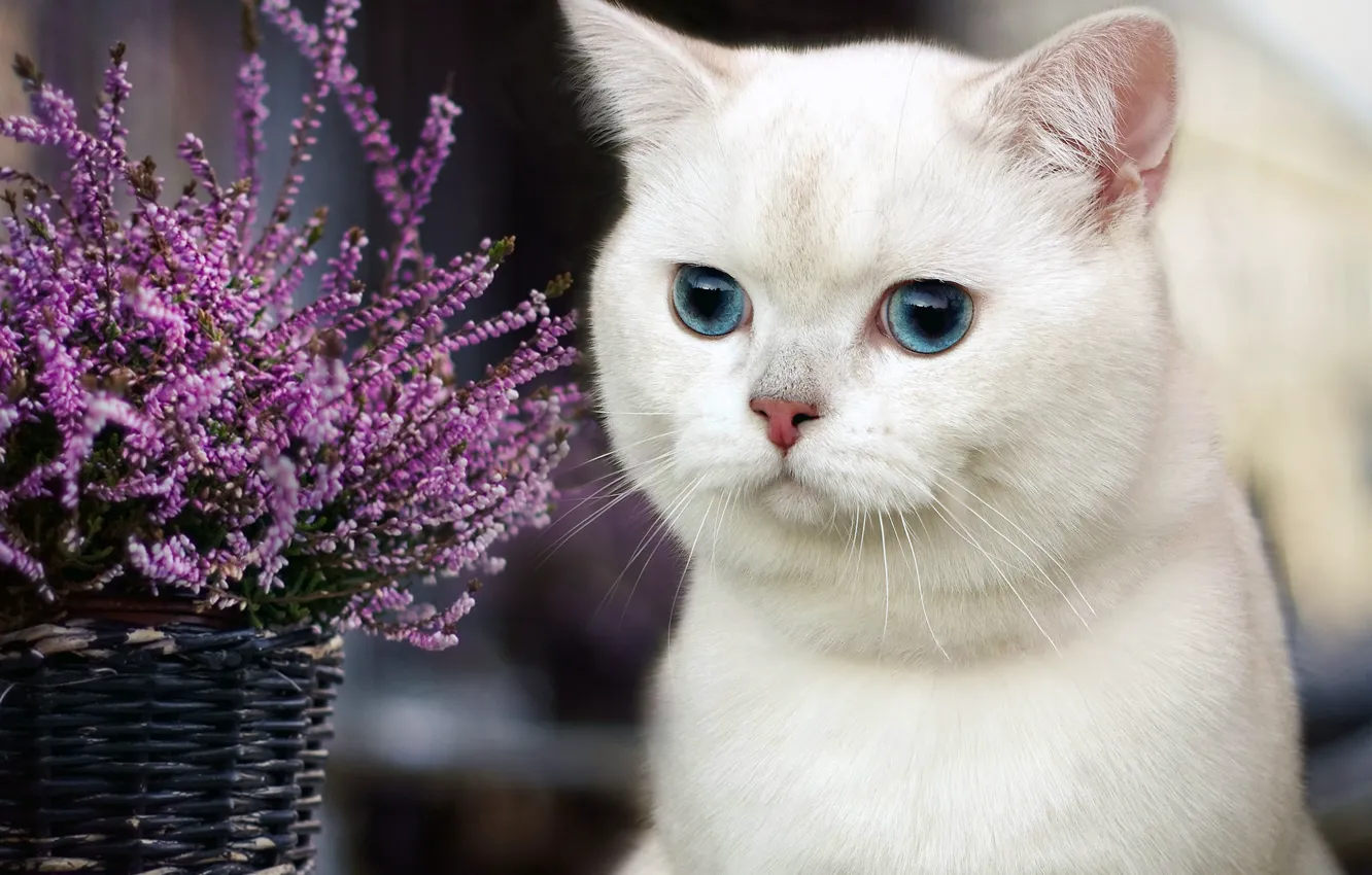 Фото обои глаза, кот, цветы