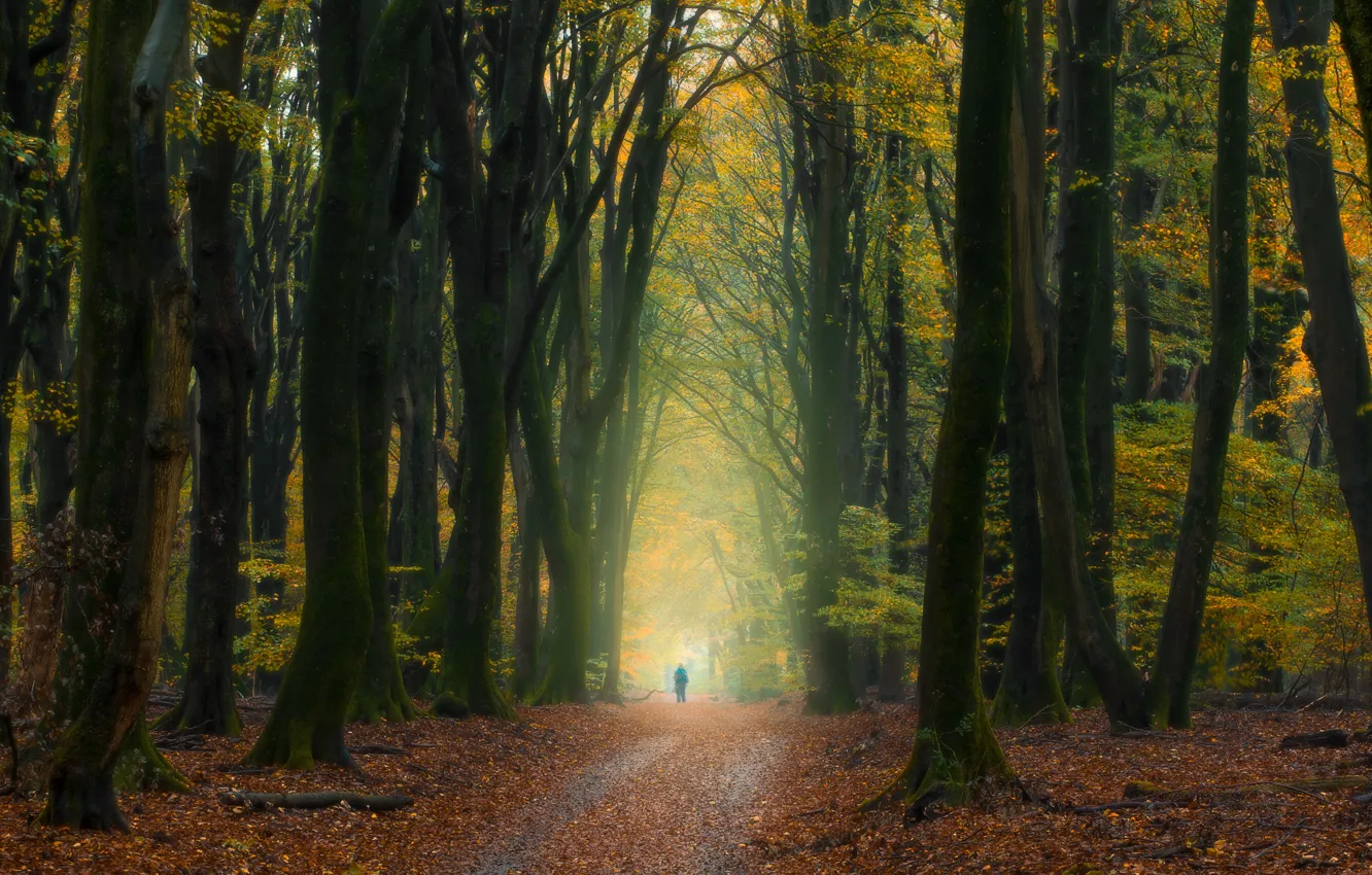 Фото обои осень, лес, деревья, человек, Нидерланды, опавшие листья