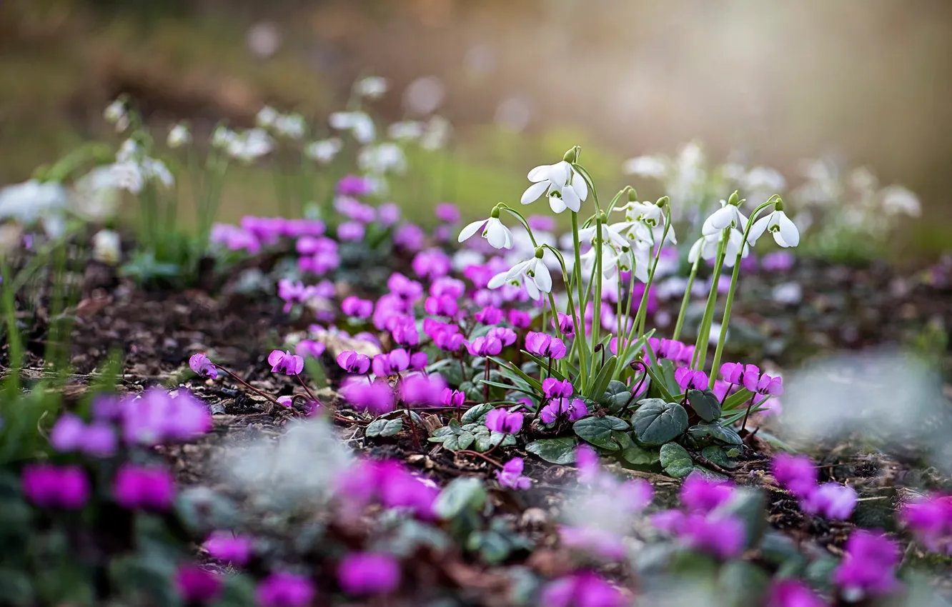 Фото обои цветы, поляна, весна, подснежники, белые, первоцветы, сиреневые, боке