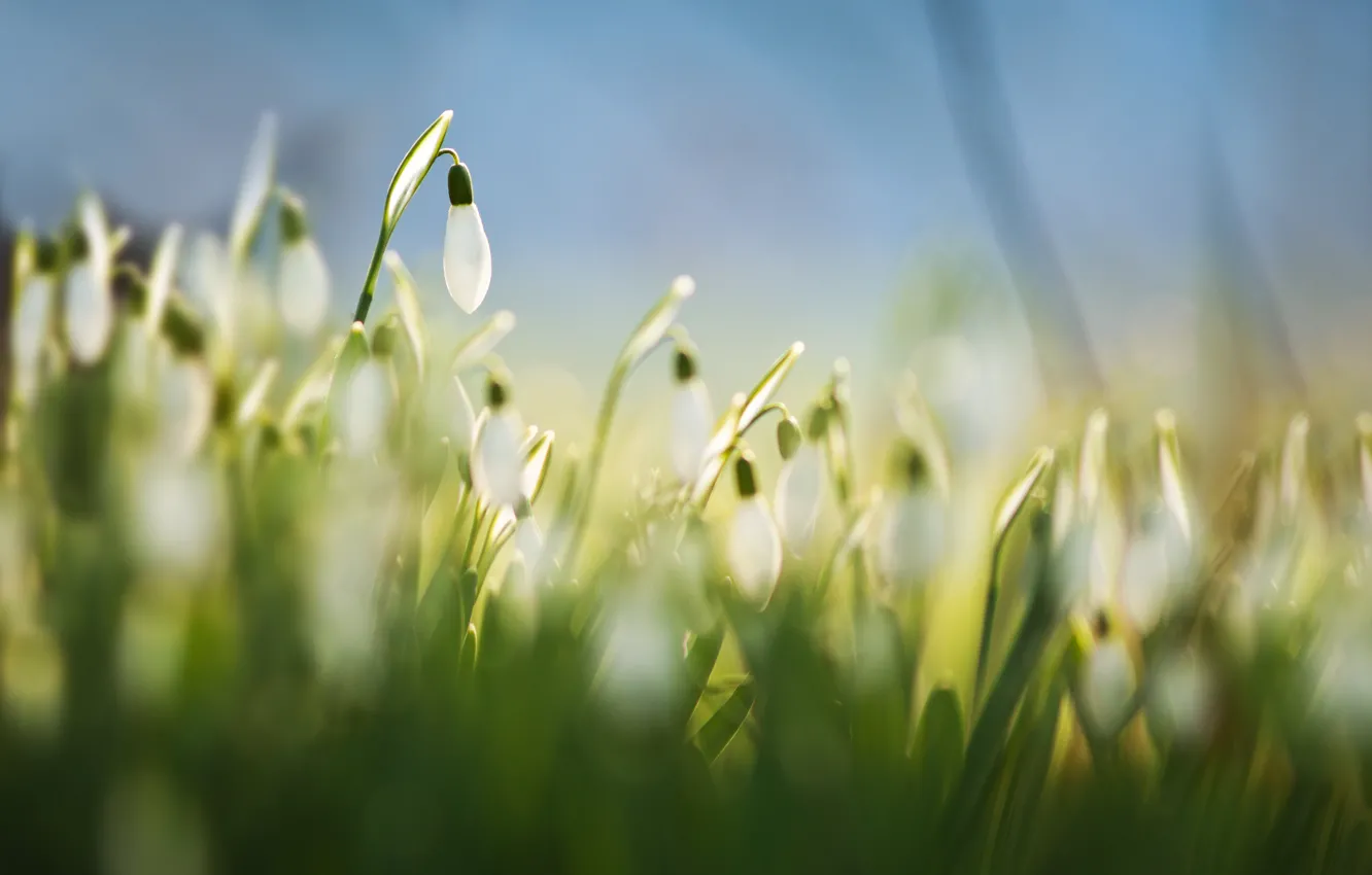 Фото обои трава, макро, цветы, фон, голубой, весна, размытость, белые