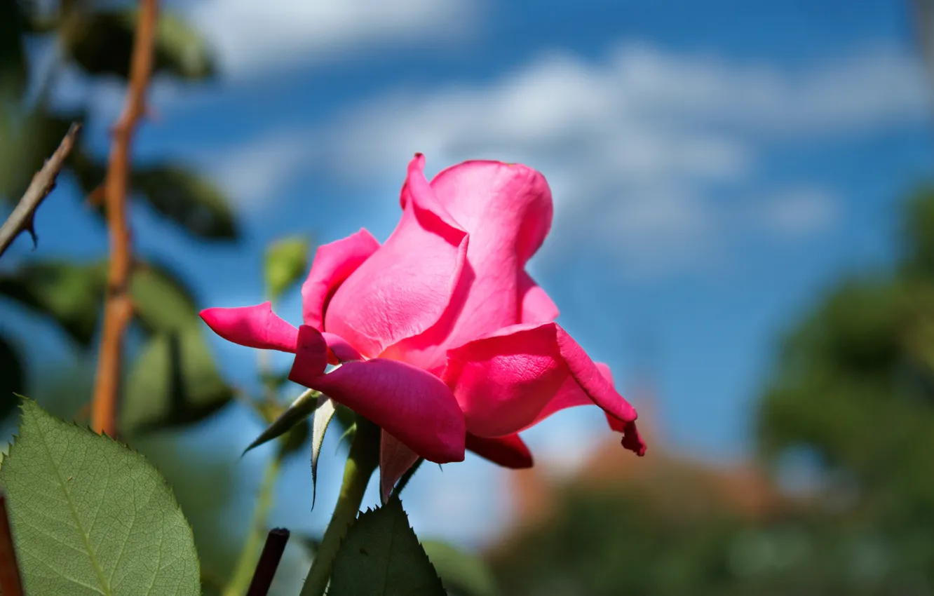 Фото обои Бутон, Розовая роза, Pink rose