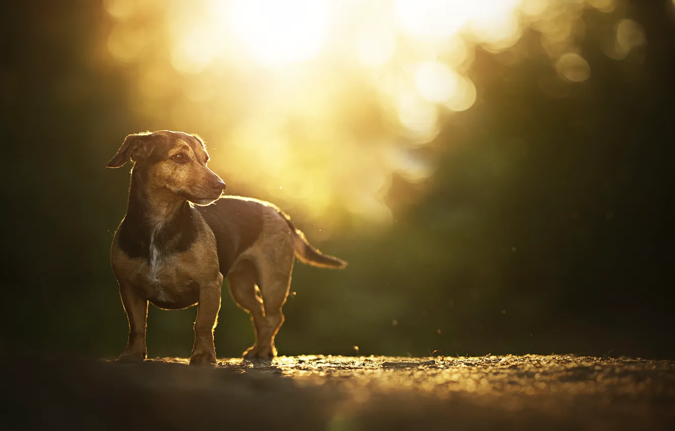 Фото обои блики, собачка, боке