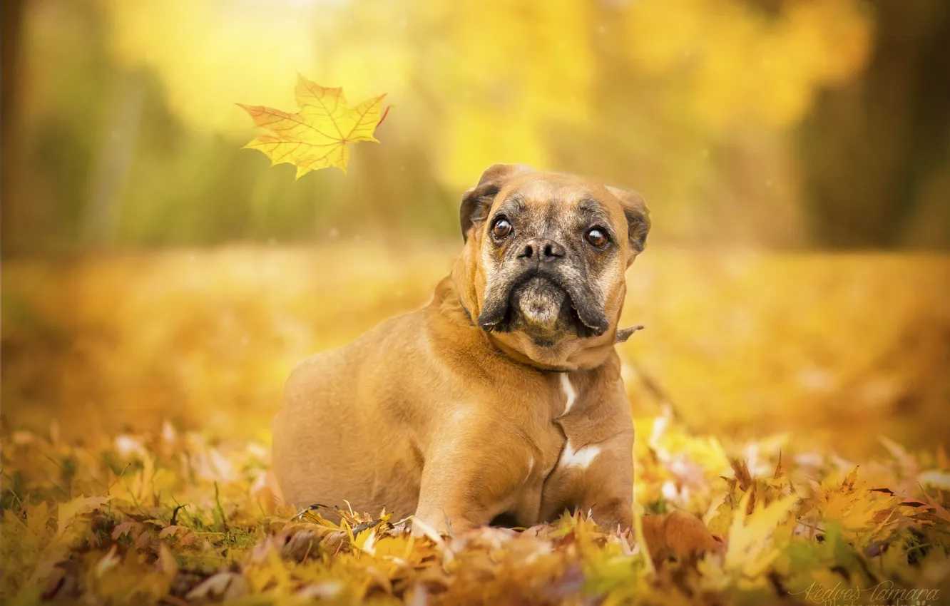 Фото обои осень, лист, собака, боксёр
