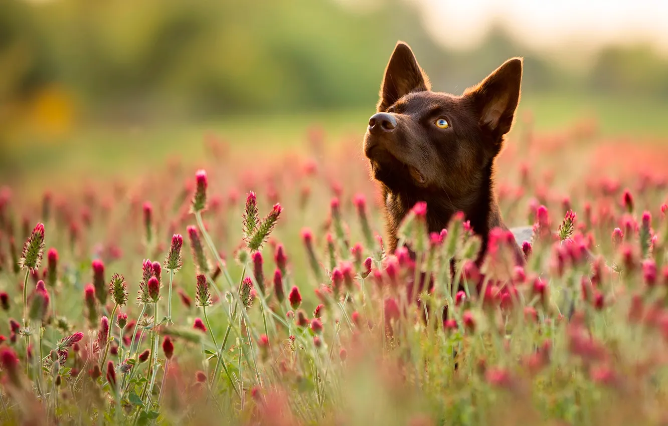 Фото обои поле, лето, трава, морда, цветы, собака, боке