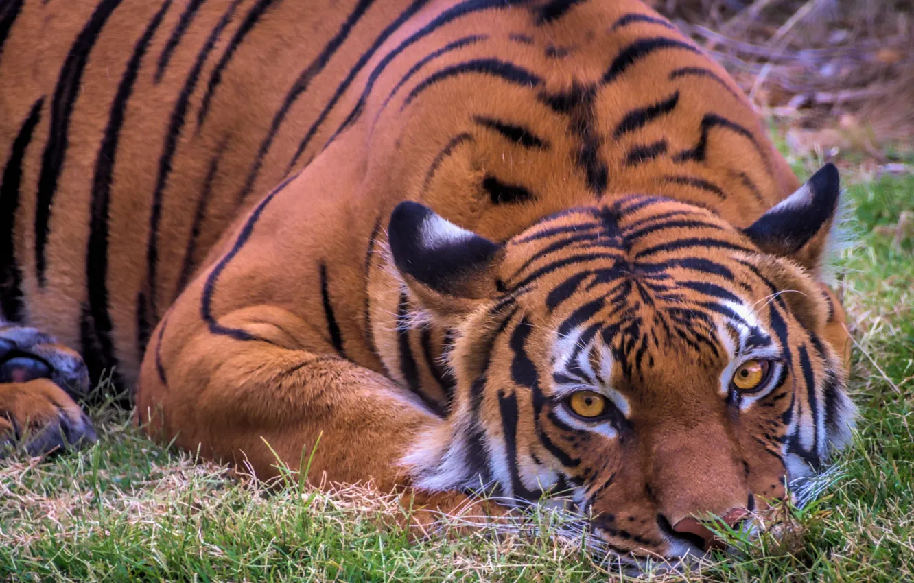 Фото обои взгляд, тигр, отдых