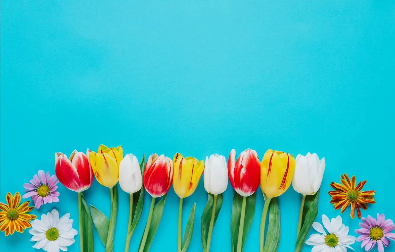 Фото обои цветы, colorful, тюльпаны, fresh, хризантемы, flowers, tulips, spring