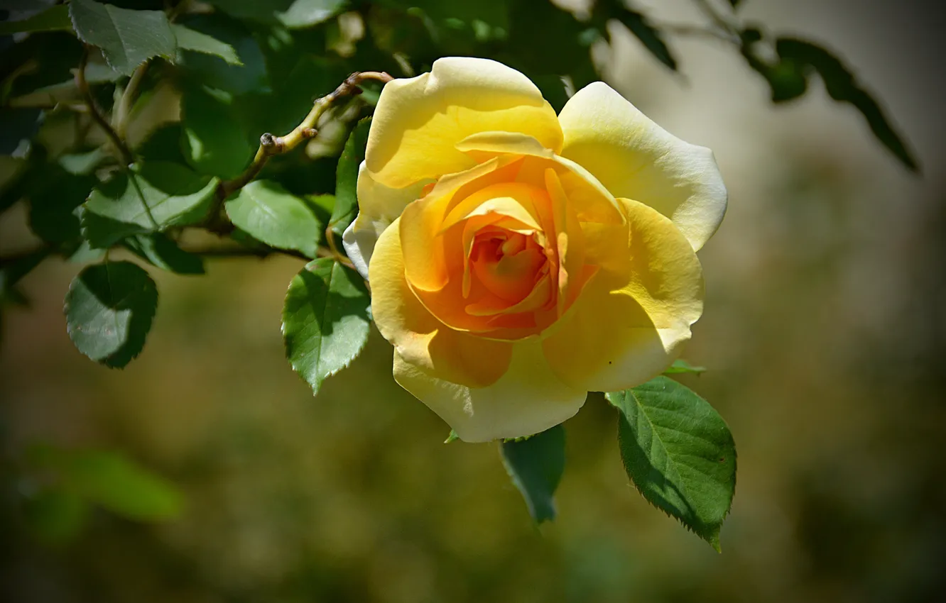 Фото обои Боке, Bokeh, Yellow rose, Жёлтая роза