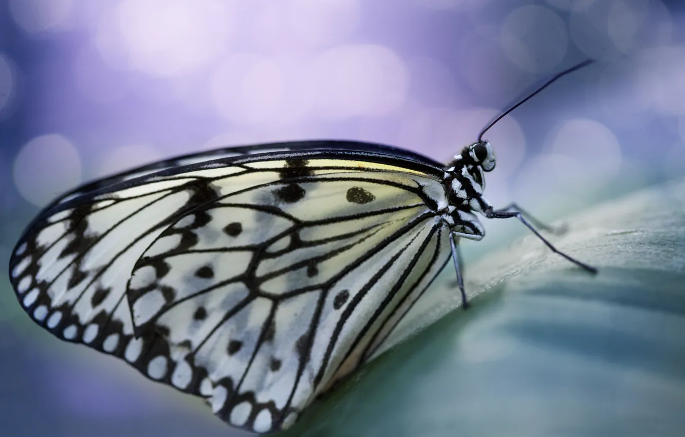 Фото обои бабочка, крылья, пятна, усики, боке