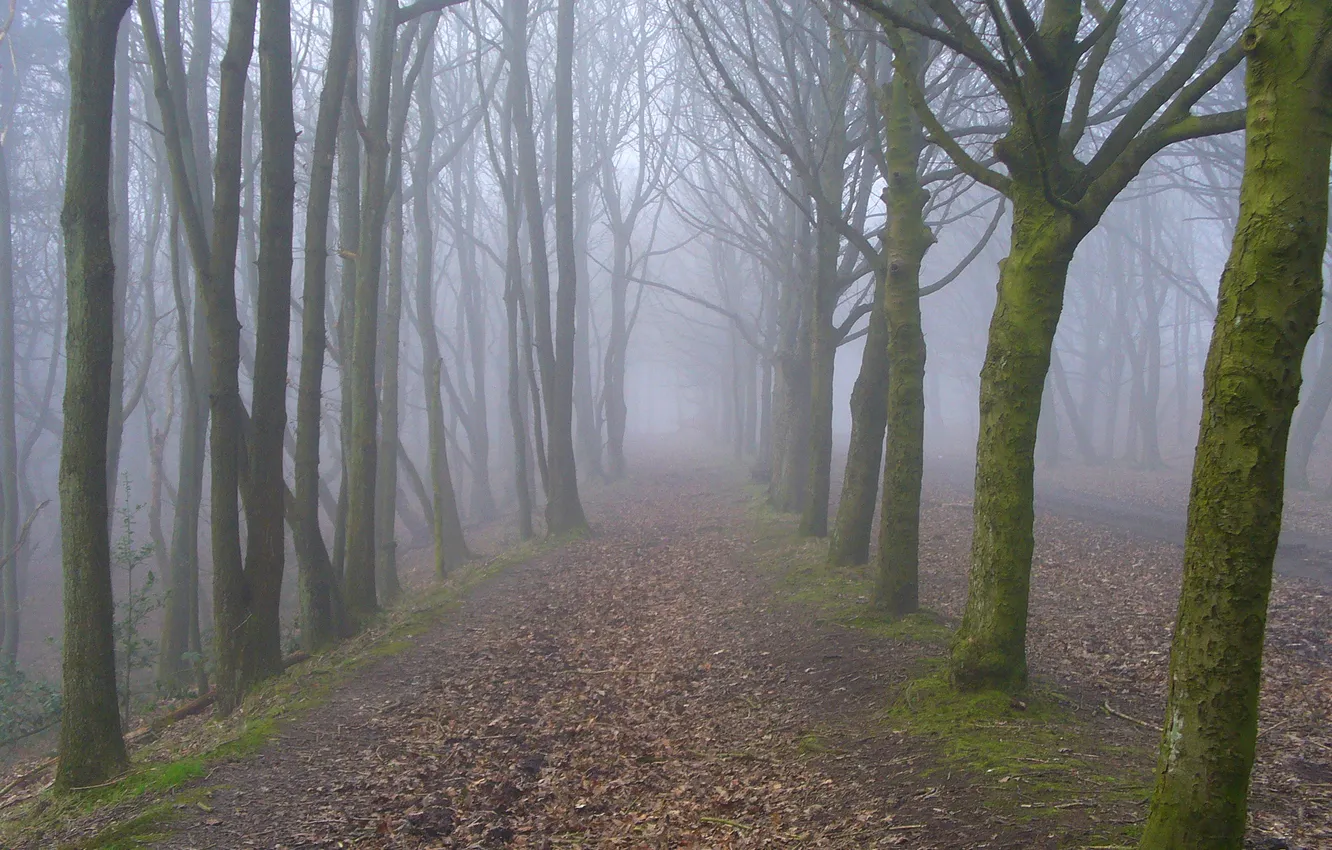 Фото обои осень, деревья, туман, парк, аллея