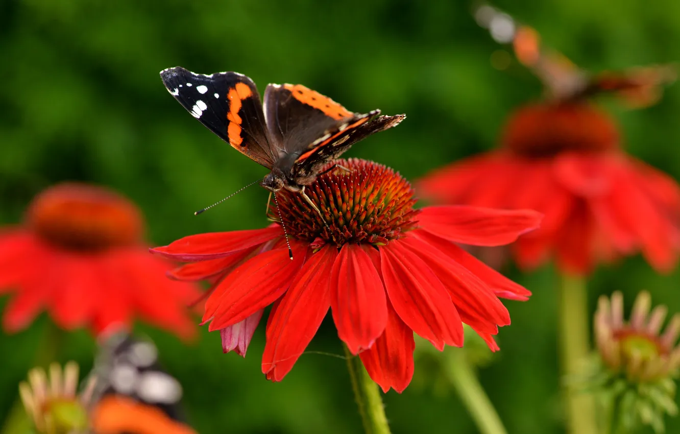Фото обои цветы, бабочка, крылья, лепестки, насекомое, мотылек, эхинацея