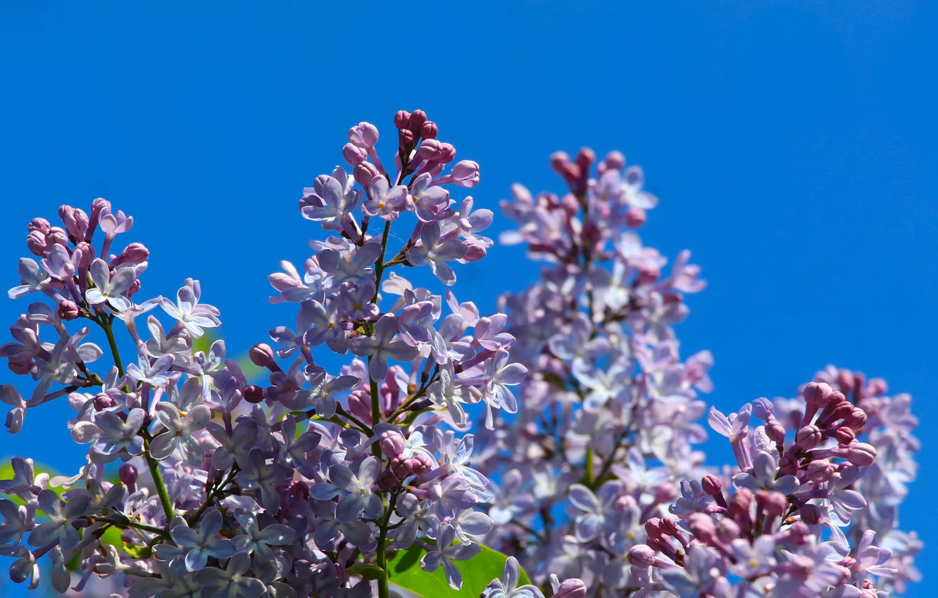 Фото обои flower, sky, spring, lilac, twig