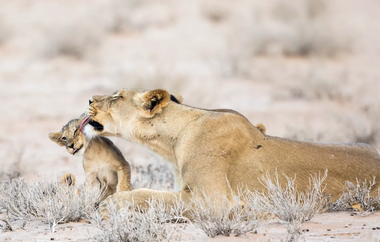 Фото обои природа, звери, Африка, львы